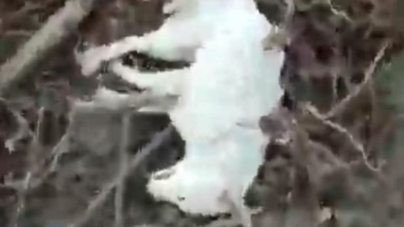 Sakarya'da 5 sokak köpeği ölü bulundu