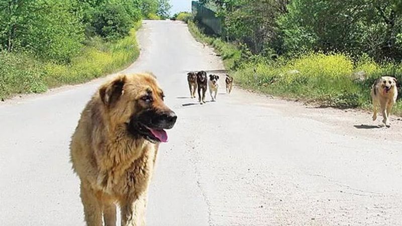 İstanbul'da başıboş köpek ihbarında artış yaşandı