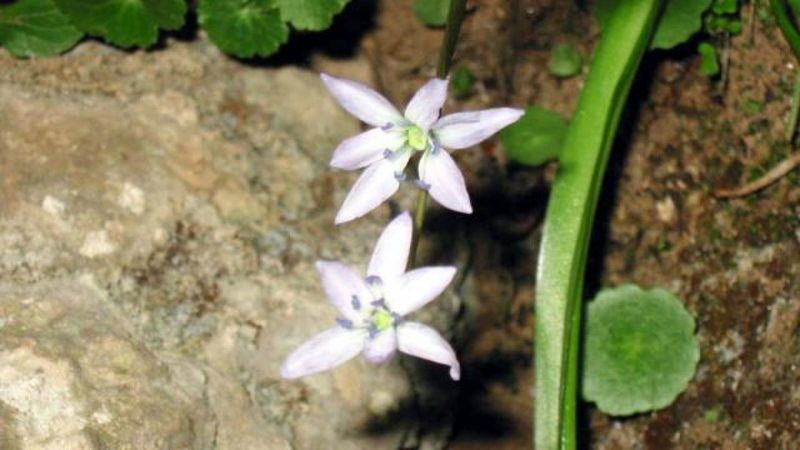 Şiirlere konu olan Mezopotamya sümbülü, koruma altına alıyor