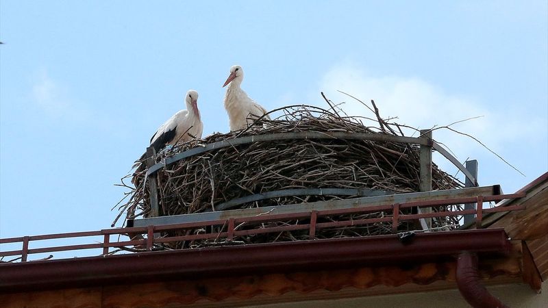 Sivas'ta leylekli okulun misafirleri geldi