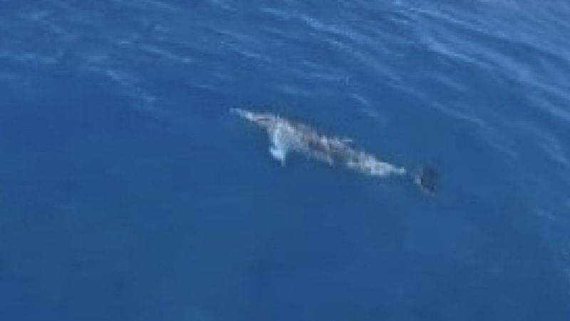 Muğla'da tur teknesine yunus eşlik etti