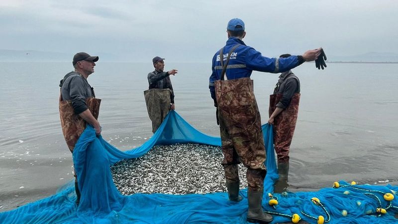 İznik'te gümüş balığı sezonu açıldı