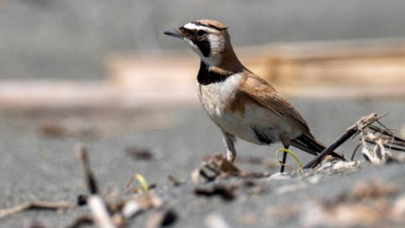 Çöl kulaklı toygarı kuşu Türkiye'de ilk kez Hatay'da görüldü