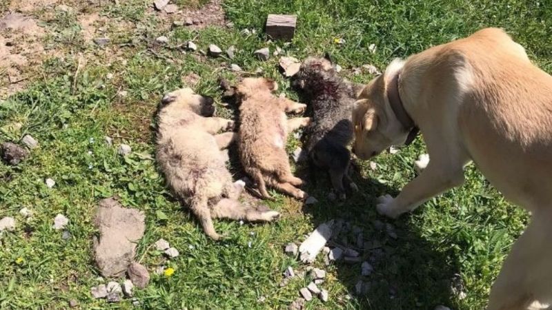 Kocaeli'de ormanlık alana atılan köpekler telef oldu