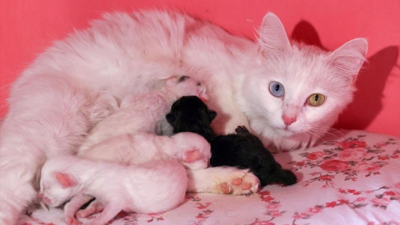 En güzel Van kedisi Mia'nın siyah yavrusu oldu
