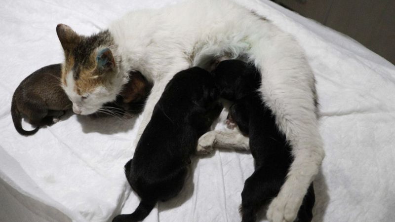 Çanakkale'de yavrularını kaybeden kedi, yavru köpeklere anne oldu
