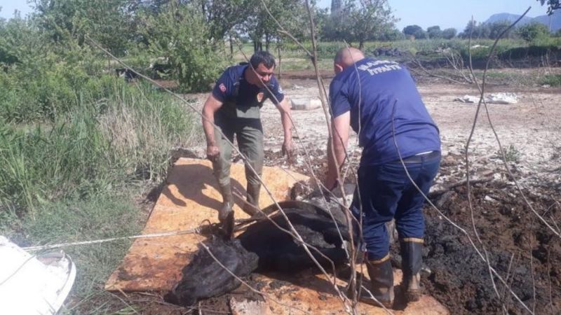 Manisa'da balçığa saplanan ineği itfaiye kurtardı