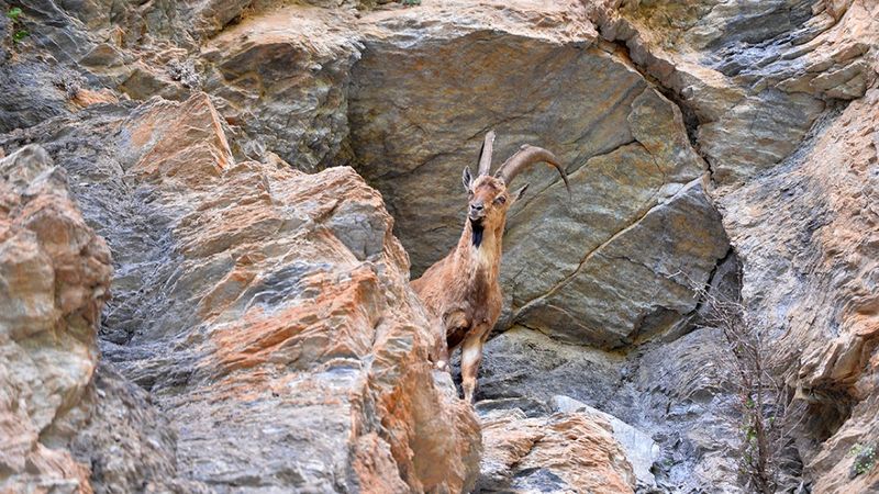 Munzur ve Pülümür vadilerinde yaban keçileri görüntülendi
