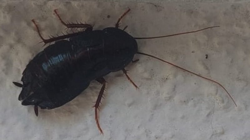 Tekirdağ’daki bir mahalleyi hamam böcekleri sardı