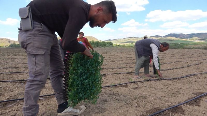 Çiftçilere ihracat için domates fidesi dağıtıldı