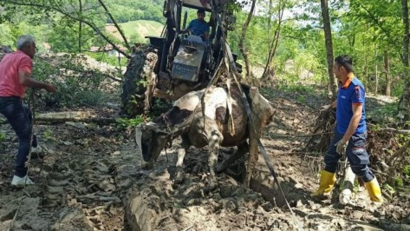 Bartın'da çamura saplanan ineği AFAD kurtardı
