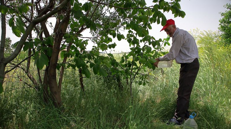 Çorumlu Adil Amca'nın ektiği meyve çekirdekleri ağaç oldu