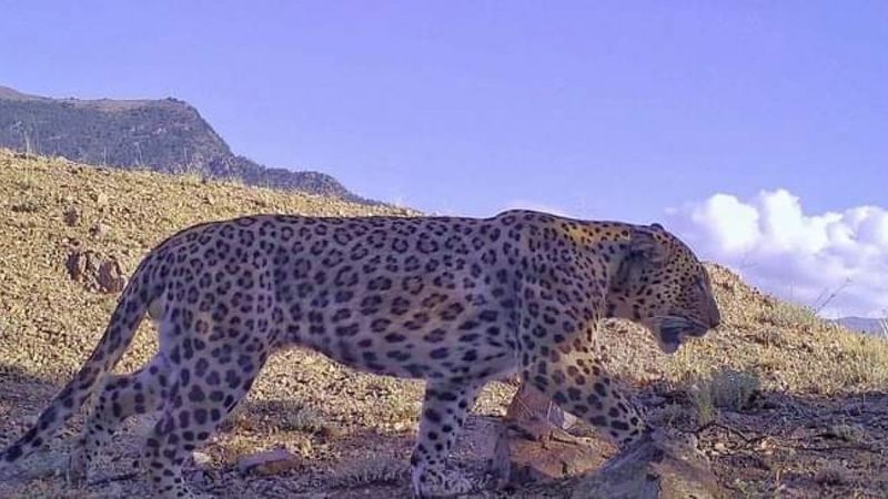 Artvin’de görülen Anadolu parsının ailesi araştırılıyor