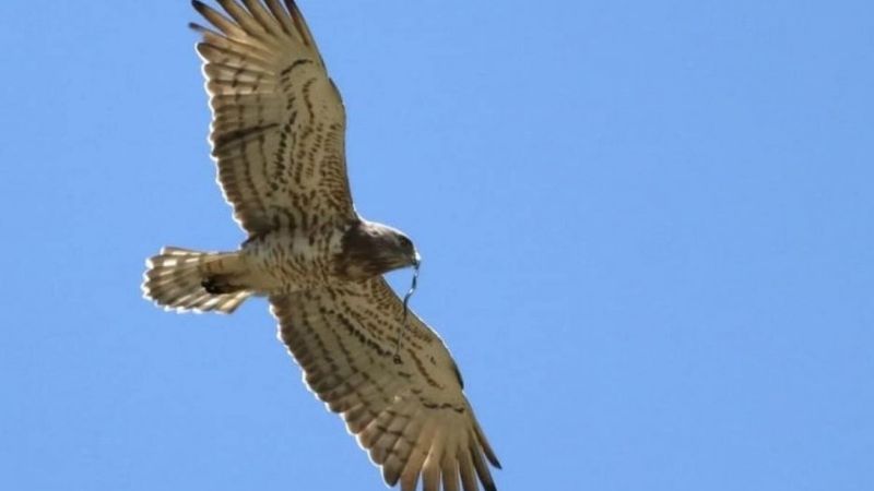Yalova'da ilk kez yılan kartalı gözlemlendi