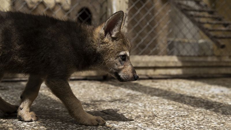 Ankara'da yaralı bulunan 4 kurt yavrusu, özel bakımla hayata tutundu