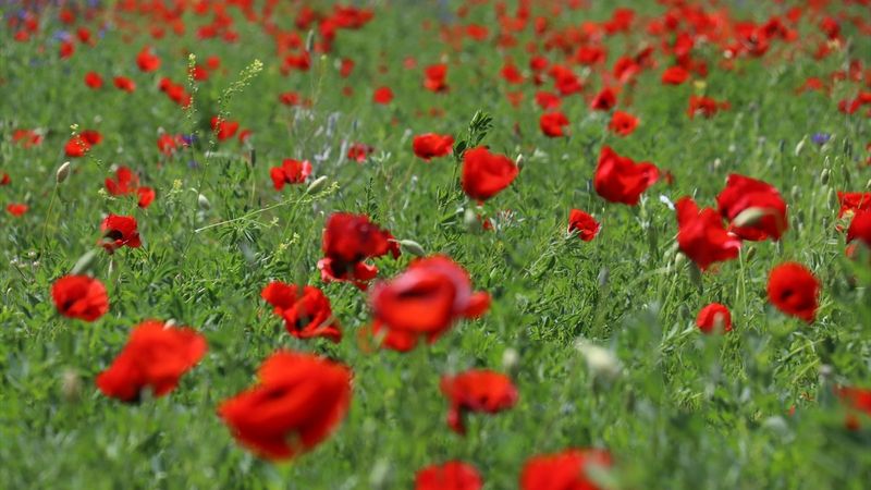 Murat Nehri'nin çevresi çiceklerle bezendi