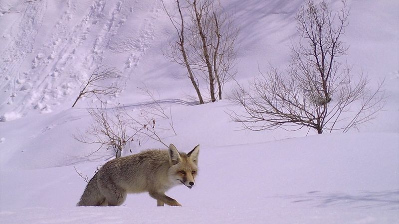Bingöl'de yaban hayatı fotokapana yansıdı