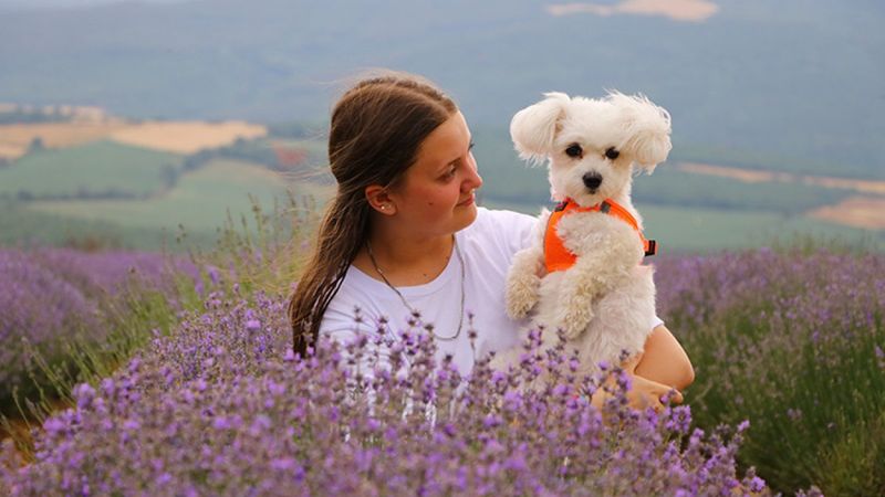 Tekirdağ'da lavanta tarlaları fotoğraf stüdyosu oldu