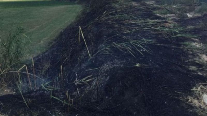 Aydın'da alevlerin ortasında kalan 3 yavru köpekten 1’i öldü