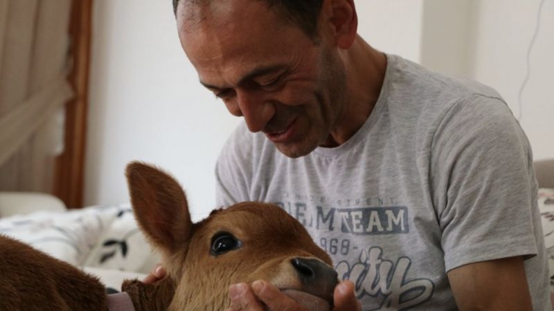 Rize'de evinde beslemek için buzağı aldı