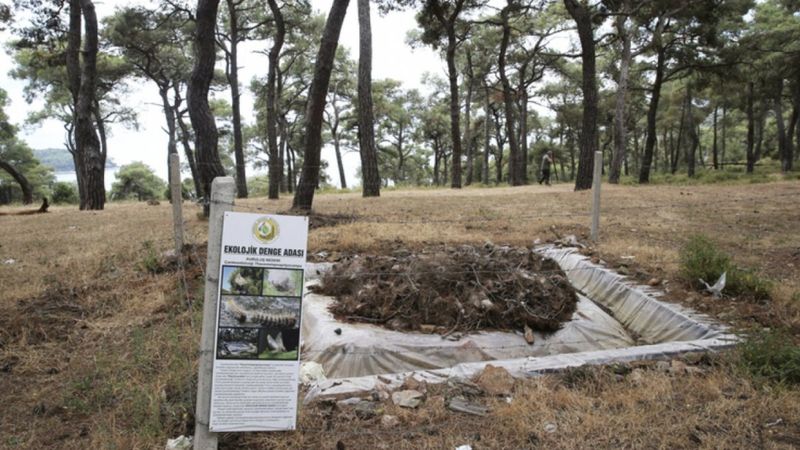 İstanbul'da ormanlarda zararlı böceklere karşı mücadele