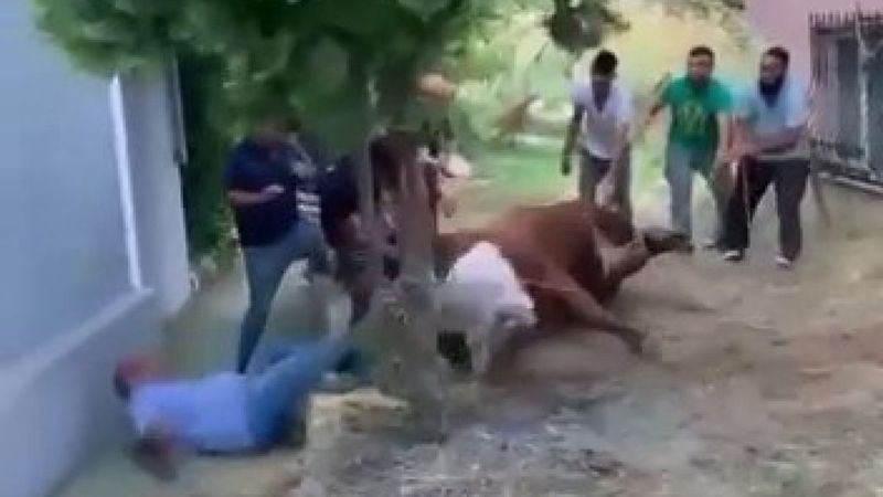 Arnavutköy'de bir boğayı 7 kişi zapt edemedi