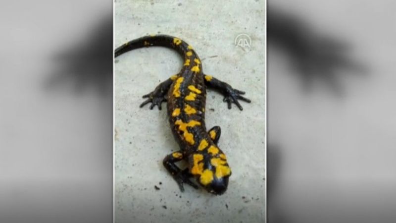 Osmaniye'de sarı benekli semender görüldü
