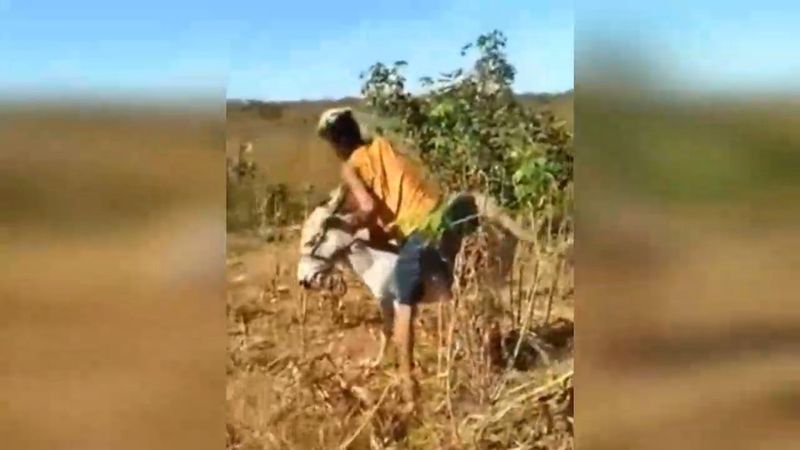 Tekme tokat vurduğu eşeğin intikamı acı oldu