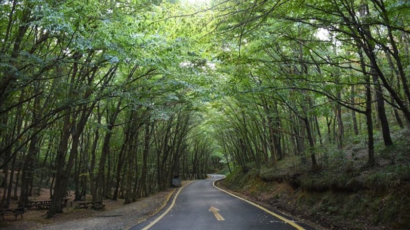 İçişleri Bakanlığı'ndan orman yangınlarına karşı genelge