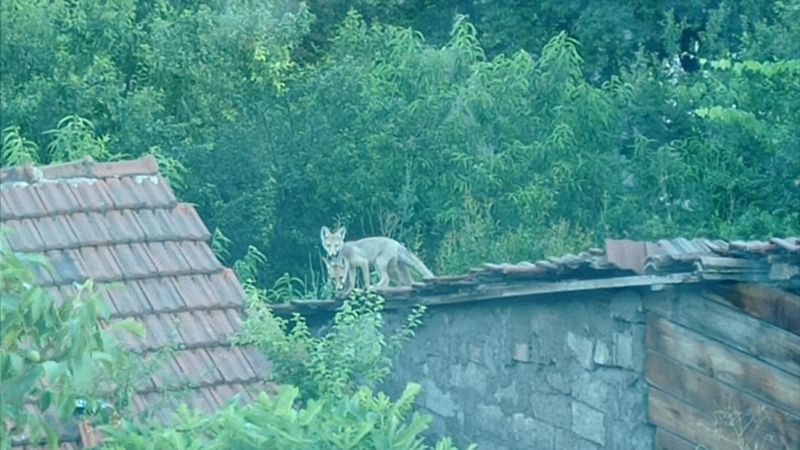 Karabük'te iki tilki, evlerin çatısında güneşlendi