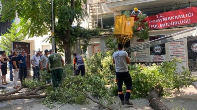 Ankara'da 10 metrelik ağaç dalı, nüfus müdürlüğüne devrildi