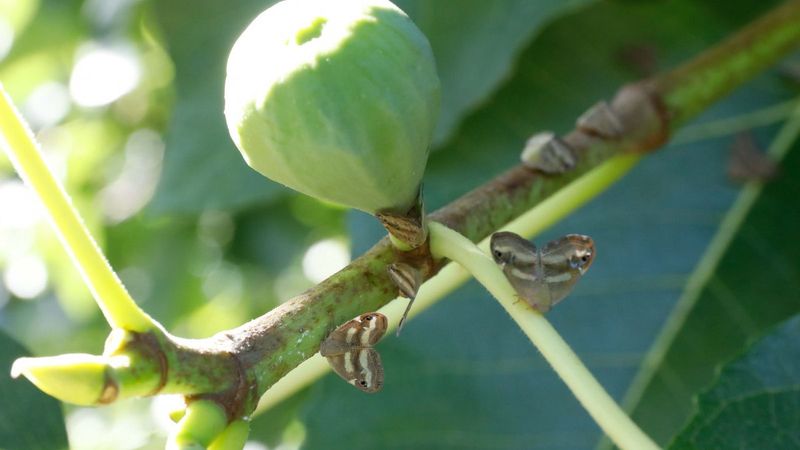 İstilacı vampir kelebekler İstanbul'da