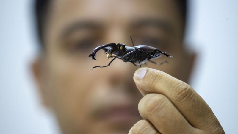 Antalya'daki böcek müzesinde 530 böcek tür sergileniyor