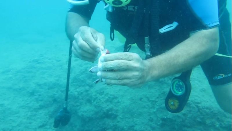 Antalya’da balık ısırmaları arttı: Ayak bakımı yapıyorlar