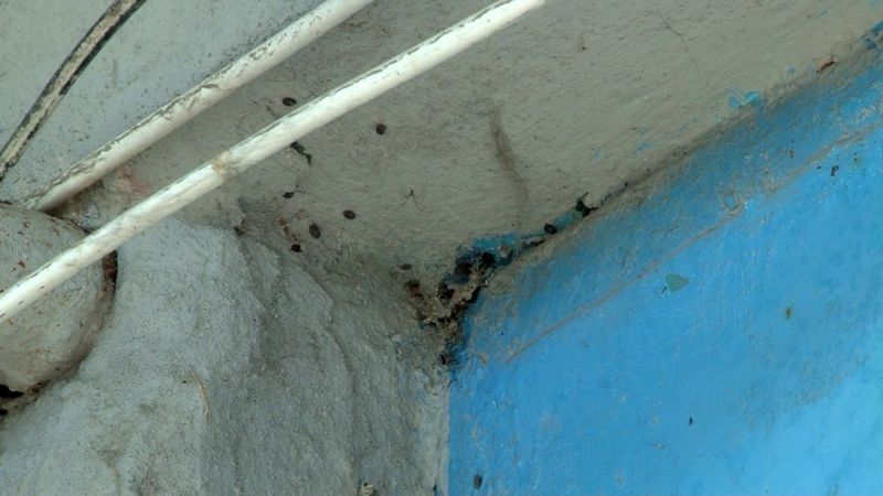 Arnavutköy'de binayı yüzlerce kene istila etti