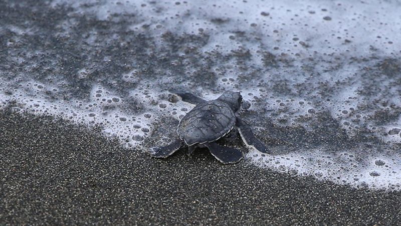 Hatay'da caretta carettalar denize ulaştı