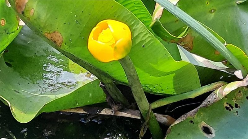 Bolu'da nilüfer çiçeği koparana 109 bin lira ceza