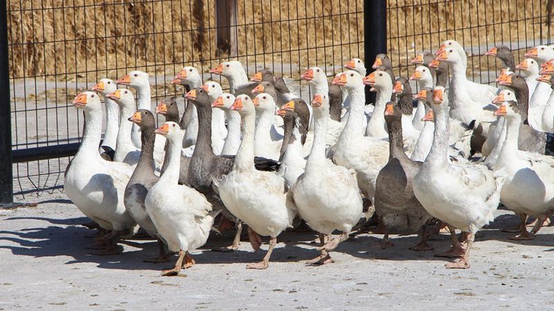 Kars'ın kazları özenle büyütülüyor