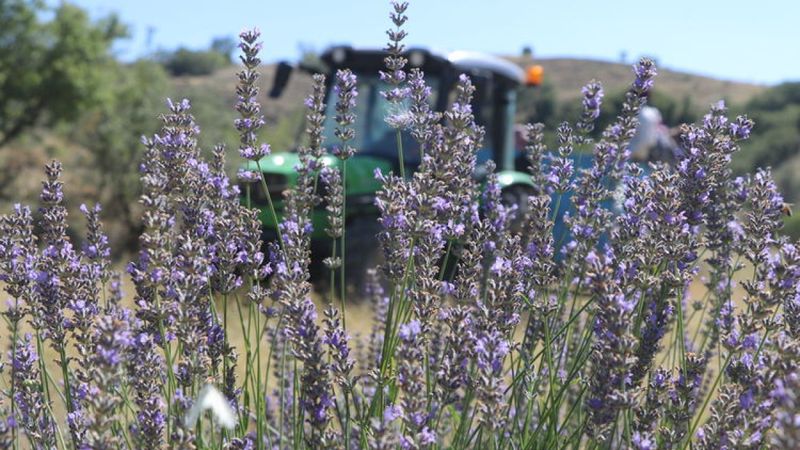 Isparta ve Burdur'da lavanta hasadı başladı