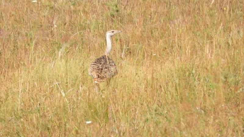 Nesli tükenme tehlikesi altındaki toy kuşları Kars'ta