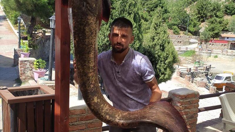 Çorum'da 50 kiloluk yayın balığı yakalandı