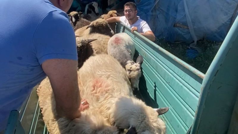 Reşadiye'de koyun yıkama ve ilaçlama işlemi zamanı