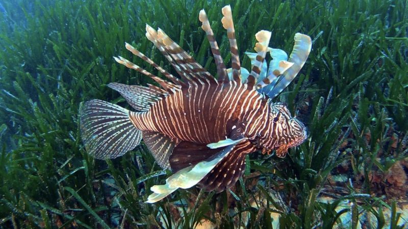 Uzmanlar uyardı: Aslan balıklarına yaklaşmayın