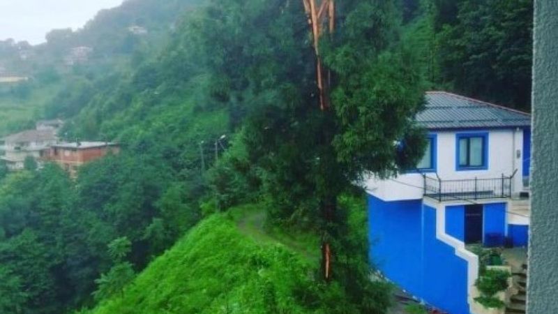 Rize'de yıldırımın isabet ettiği ağaç ikiye bölündü