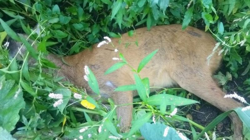 Zonguldak'ta bir kişi, yavru karacayı köpeklerin saldırısından kurtardı