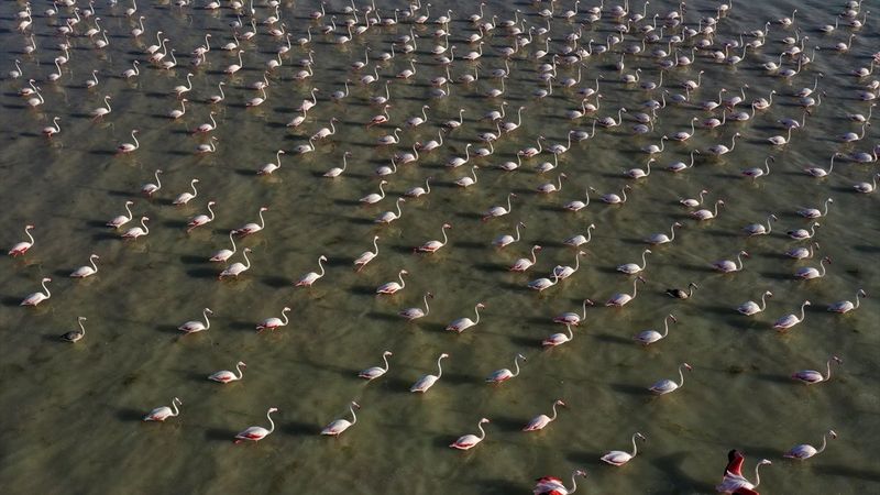 Bitlis'in Arin Gölü flamingoları kışa kadar misafir ediyor