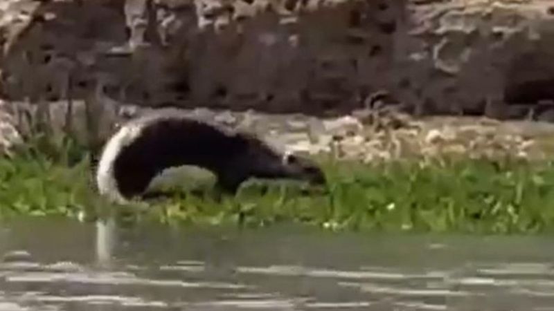 Şırnak'ta su samuru görüldü