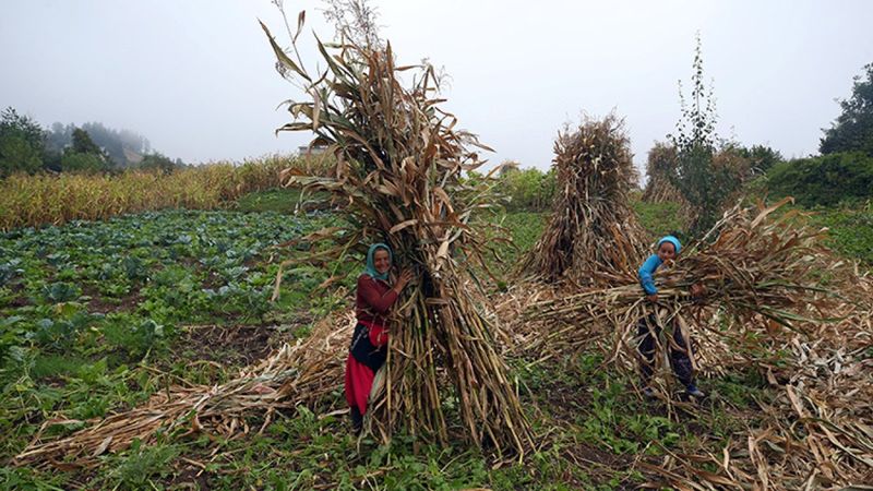Karadeniz kadınının emeğiyle, tarladan sofraya mısır ununun hikayesi