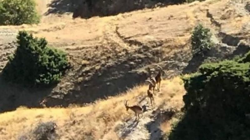 Elazığ'da koruma altındaki dağ keçileri Harput'a indi