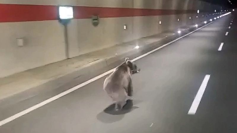 Gümüşhane’de ‘kestirme olsun’ diye tüneli kullanan uyanık ayı